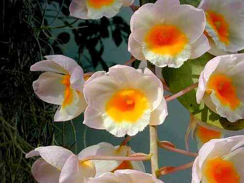 Dendrobium farmerii